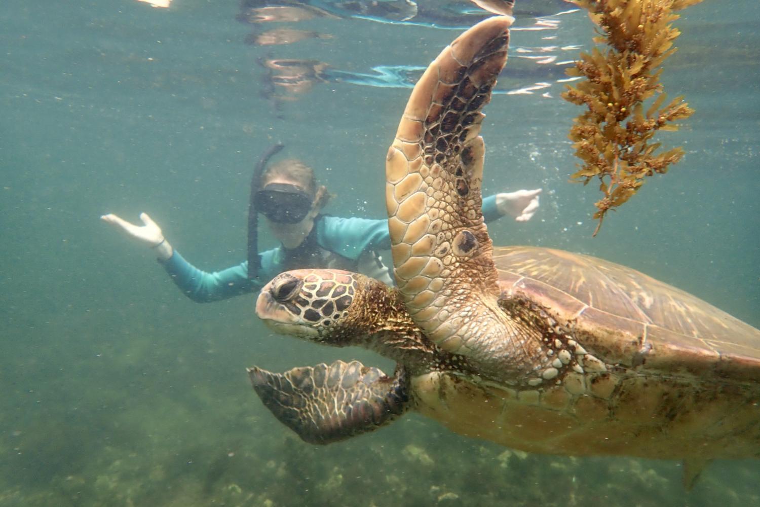 一名<a href='http://u4p.ngskmc-eis.net/'>博彩网址大全</a>学生在Galápagos群岛游学途中与一只巨龟游泳.